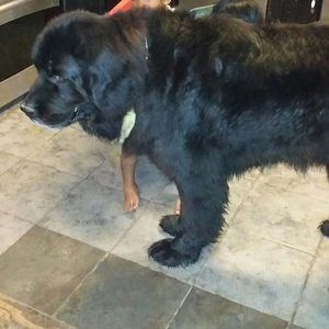 Meet your Posher, Bettie